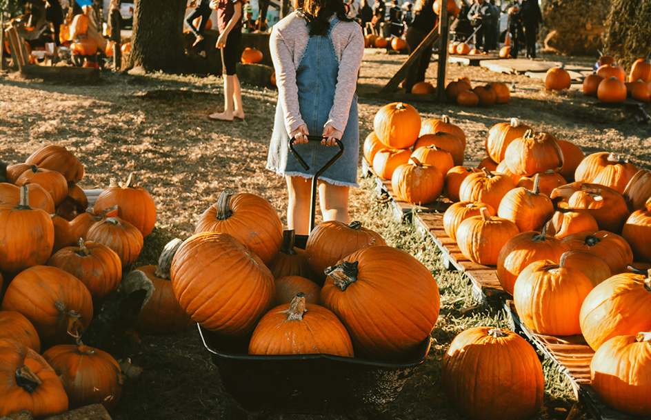 pumpkin-patch