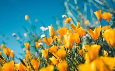 Spring Fling: The PTA Guide to a Stress-Free Celebration