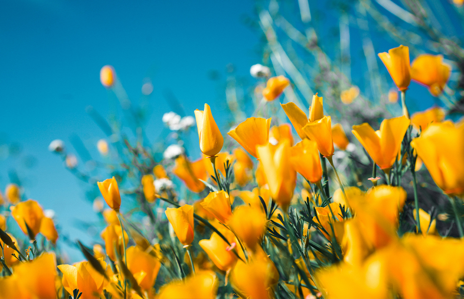 spring-blog-hero spring fling