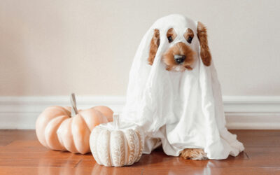 Host the Paw-fect Dog Halloween Costume Contest