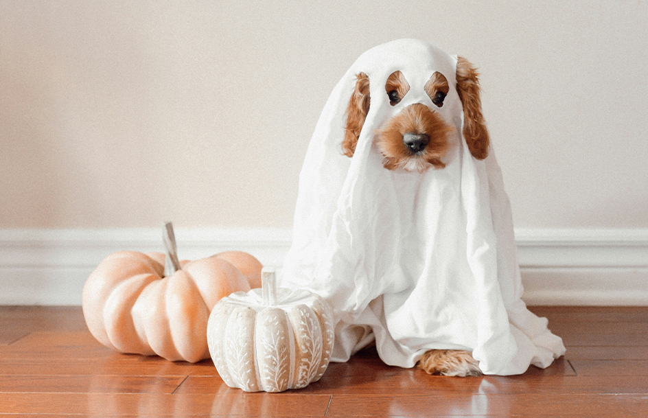 halloween-dog-hero dog halloween contest