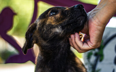 Easy Animal Shelter Fundraising Ideas for Dogs, Cats, & Critters