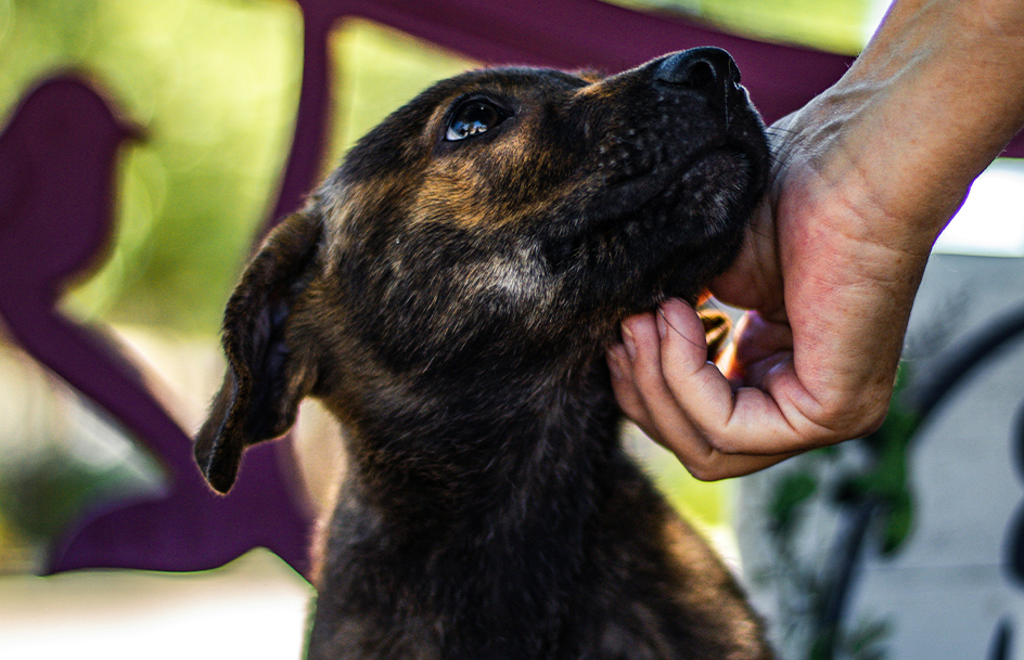 animal-shelter-hero animal shelter fundraising ideas