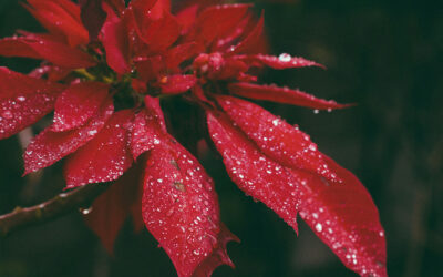 Poinsettia Fundraiser Planning Made Easy for Busy Groups