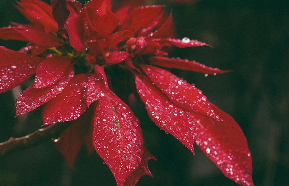 poinsettia-fundraiser